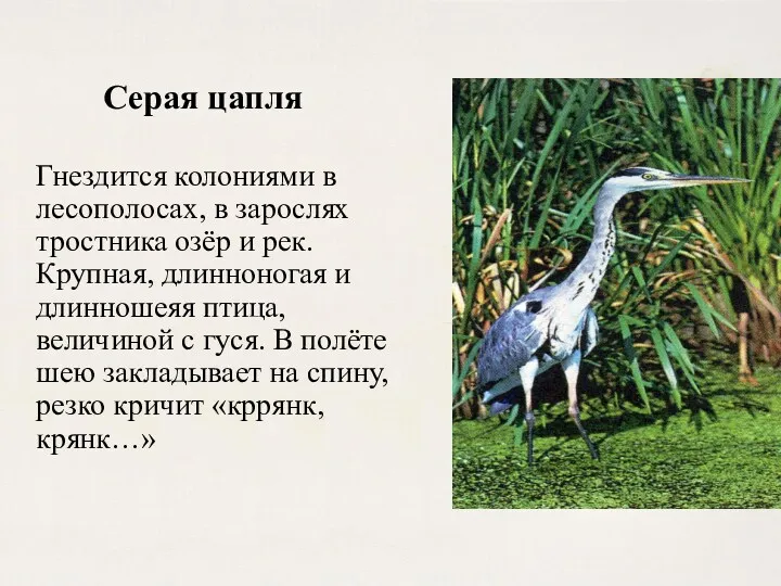 Гнездится колониями в лесополосах, в зарослях тростника озёр и рек.