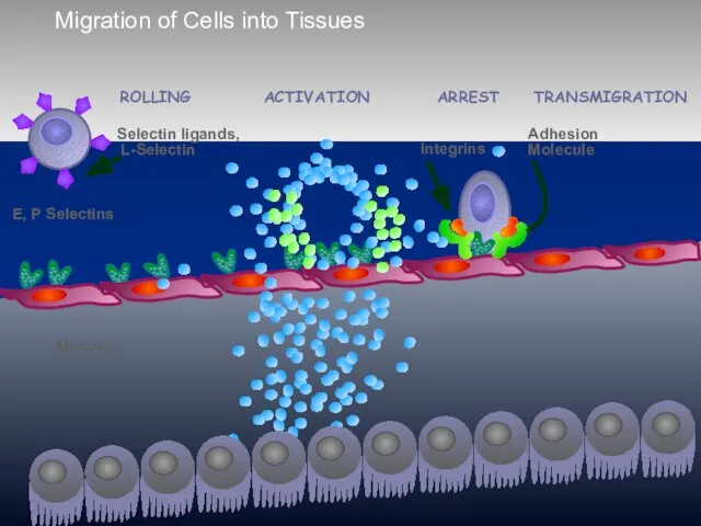 Migration of Cells into Tissues E, P Selectins Mucosa ACTIVATION ARREST ROLLING TRANSMIGRATION