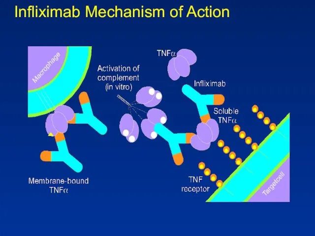 Infliximab Mechanism of Action