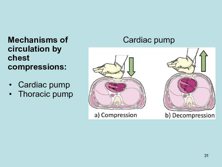 Cardiac pump Mechanisms of circulation by chest compressions: Cardiac pump Thoracic pump