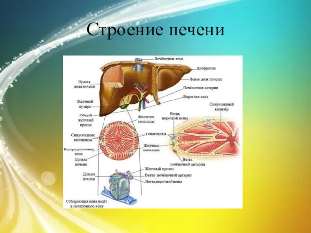 Строение печени