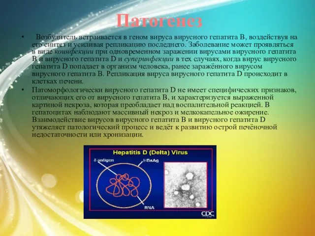 Патогенез Возбудитель встраивается в геном вируса вирусного гепатита В, воздействуя