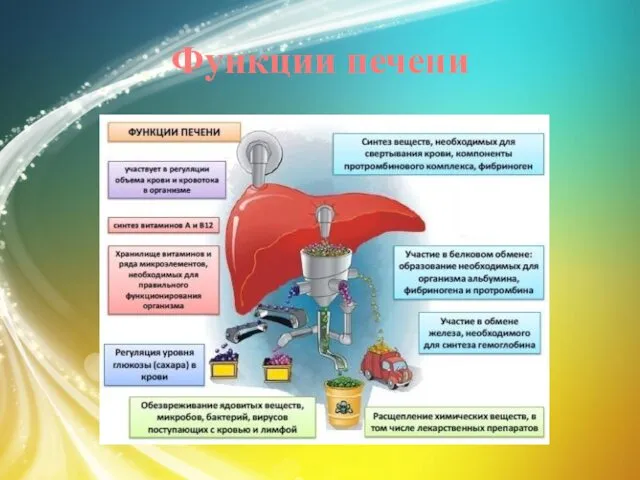 Функции печени