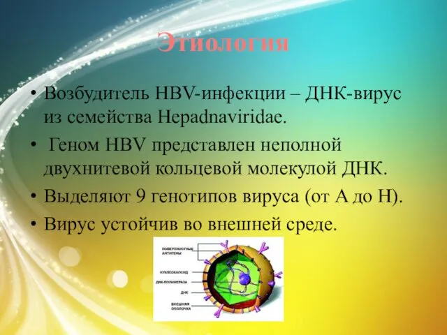 Этиология Возбудитель HBV-инфекции – ДНК-вирус из семейства Hepadnaviridae. Геном HBV