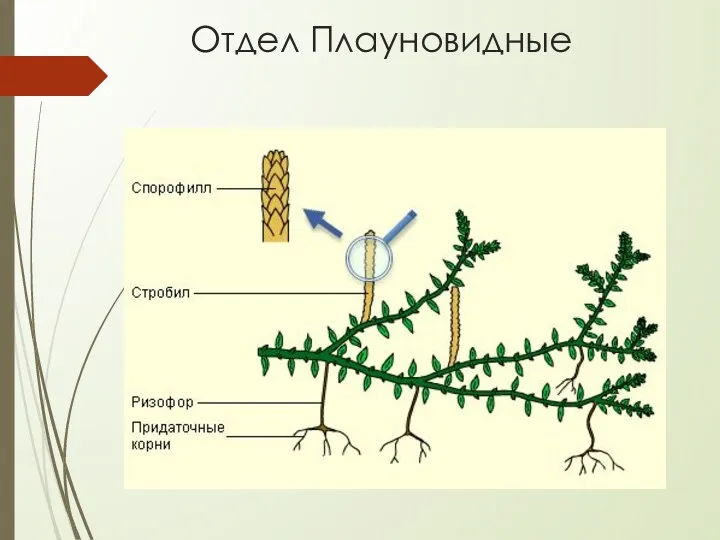 Отдел Плауновидные