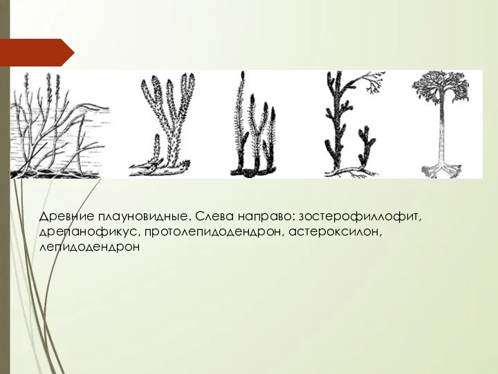 Древние плауновидные. Слева направо: зостерофиллофит, дрепанофикус, протолепидодендрон, астероксилон, лепидодендрон