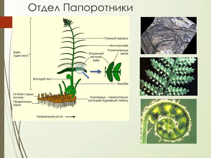 Отдел Папоротники