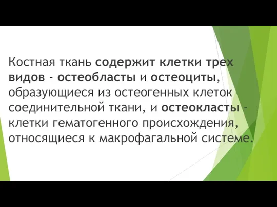 Костная ткань содержит клетки трех видов - остеобласты и остеоциты,