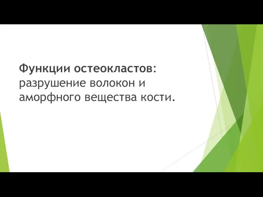 Функции остеокластов: разрушение волокон и аморфного вещества кости.