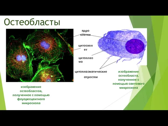 Остеобласты цитоскелет ядро клетки цитоплазма цитоплазматические отростки изображение остеобласта, полученное