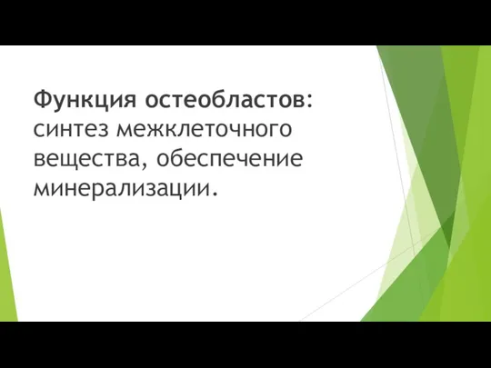 Функция остеобластов: синтез межклеточного вещества, обеспечение минерализации.