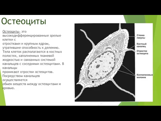 Остеоциты Остеоциты- это высокодифференцированные зрелые клетки с отростками и крупным