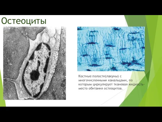 Остеоциты Костные полости(лакуны) с многочисленными канальцами, по которым циркулирует тканевая жидкость-место обитания остеоцитов.