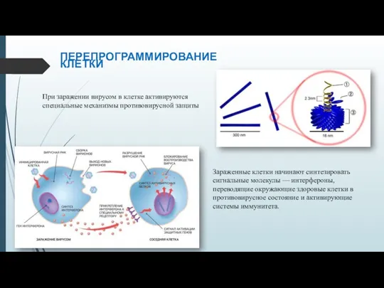 ПЕРЕПРОГРАММИРОВАНИЕ КЛЕТКИ При заражении вирусом в клетке активируются специальные механизмы