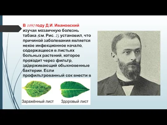 В 1892 году Д.И. Ивановский изучая мозаичную болезнь табака (см.