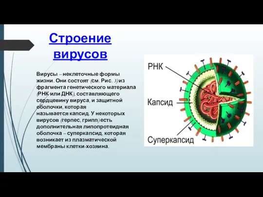 Вирусы – неклеточные формы жизни. Они состоят (см. Рис. 3)