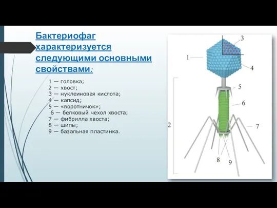 1 — головка; 2 — хвост; 3 — нуклеиновая кислота;