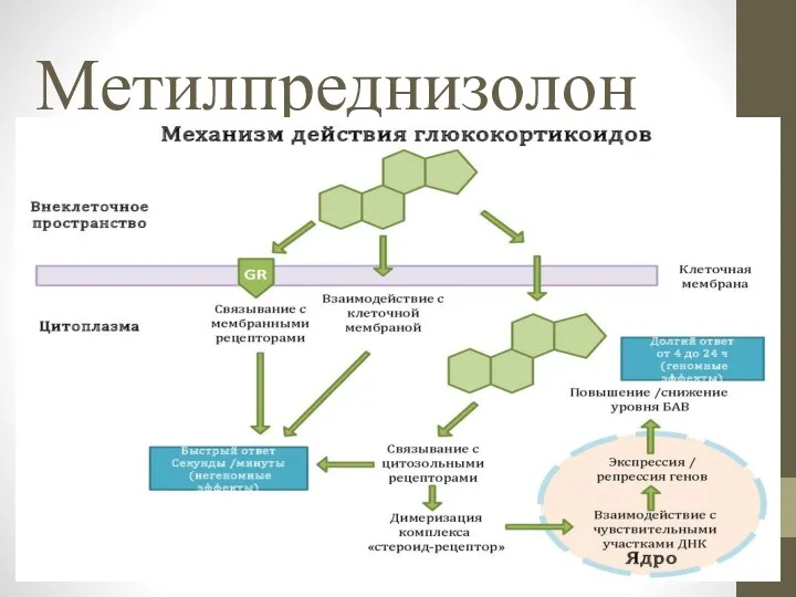 Метилпреднизолон