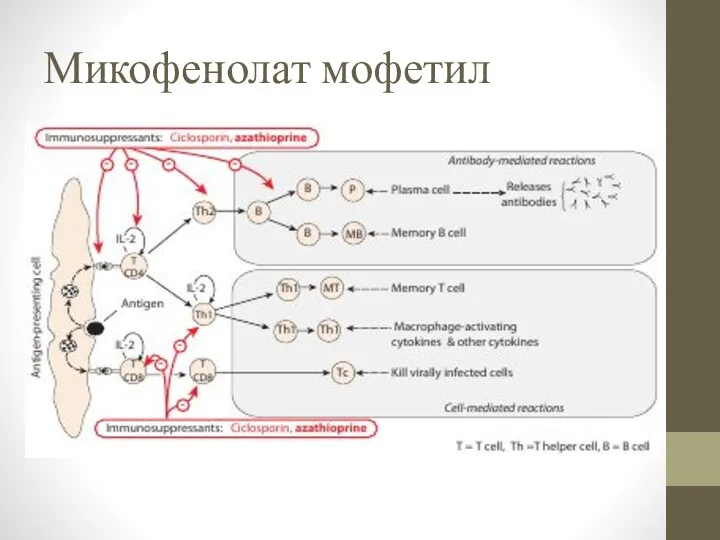 Микофенолат мофетил