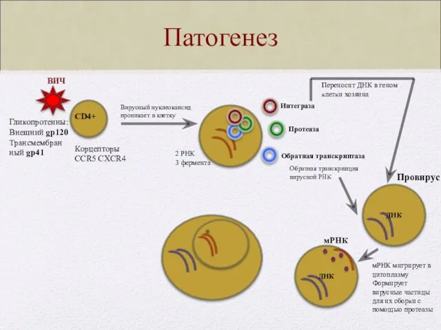 Патогенез ВИЧ CD4+ Корцепторы CCR5 CXCR4 Гликопротеины: Внешний gp120 Трансмембран