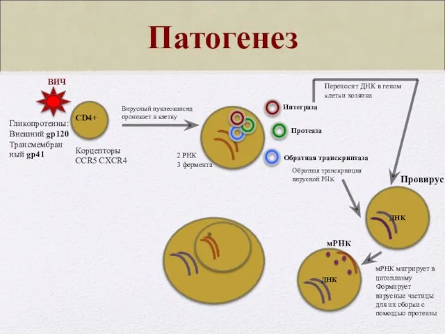 Патогенез ВИЧ CD4+ Корцепторы CCR5 CXCR4 Гликопротеины: Внешний gp120 Трансмембран