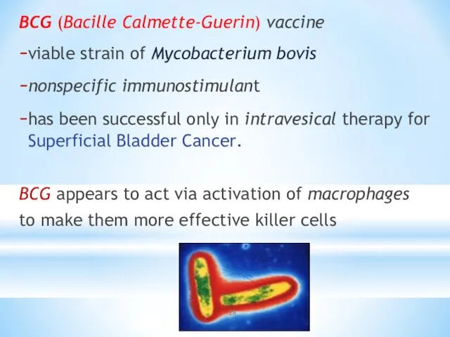 BCG (Bacille Calmette-Guerin) vaccine viable strain of Mycobacterium bovis nonspecific immunostimulant has been