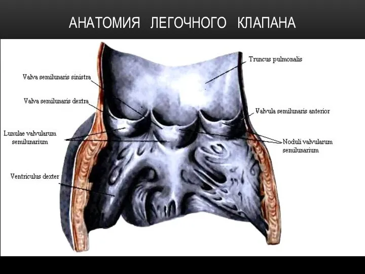 АНАТОМИЯ ЛЕГОЧНОГО КЛАПАНА