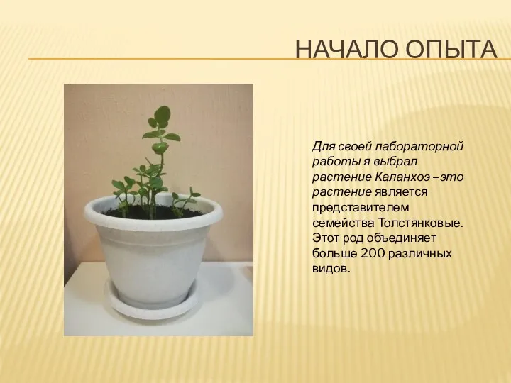 НАЧАЛО ОПЫТА Для своей лабораторной работы я выбрал растение Каланхоэ –это растение является