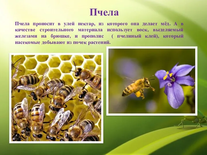 Пчела Пчела проносит в улей нектар, из которого она делает мёд. А в