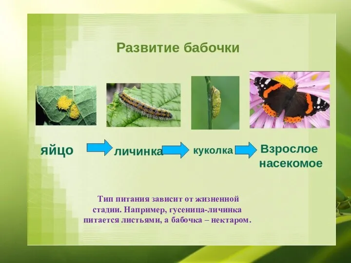 Тип питания зависит от жизненной стадии. Например, гусеница-личинка питается листьями, а бабочка – нектаром.