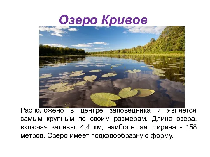 Озеро Кривое Расположено в центре заповедника и является самым крупным