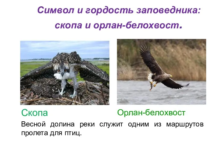 Символ и гордость заповедника: скопа и орлан-белохвост. Скопа Весной долина
