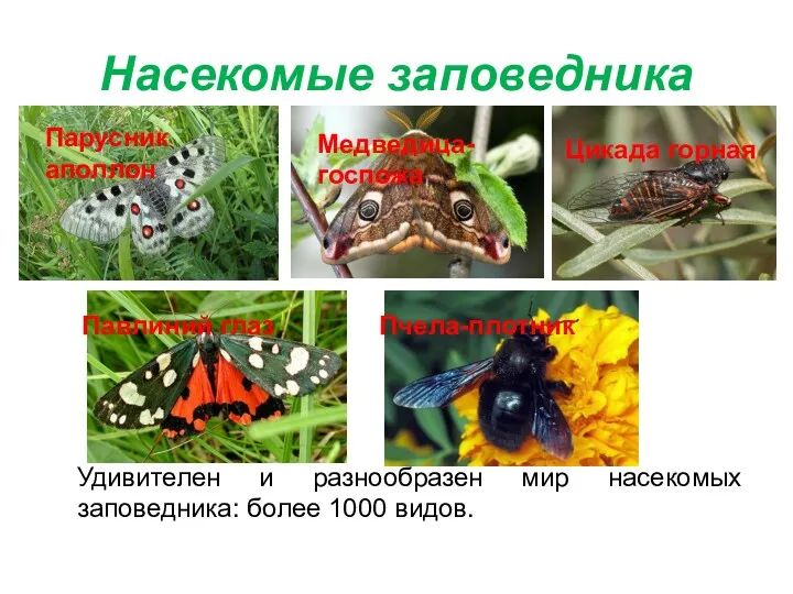 Насекомые заповедника Удивителен и разнообразен мир насекомых заповедника: более 1000