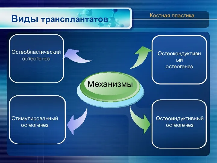 Виды трансплантатов Остеокондуктивный остеогенез Механизмы Костная пластика Остеобластический остеогенез Остеоиндуктивный остеогенез Стимулированный остеогенез