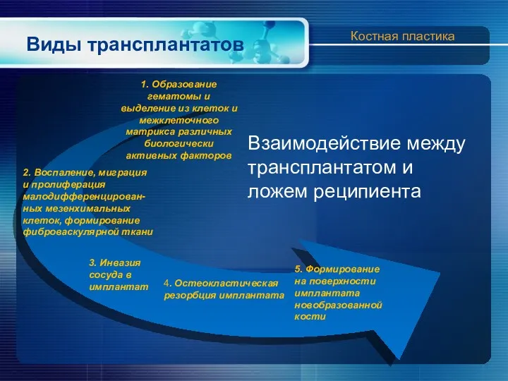 Виды трансплантатов Взаимодействие между трансплантатом и ложем реципиента 1. Образование