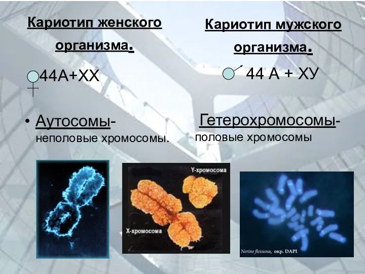 Кариотип женского организма. 44А+ХХ Аутосомы- неполовые хромосомы. Кариотип мужского организма.