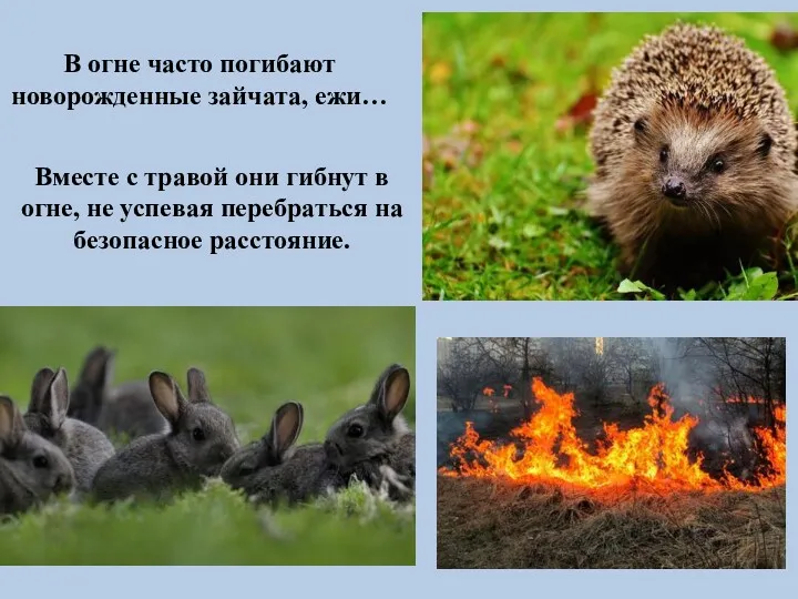 В огне часто погибают новорожденные зайчата, ежи… Вместе с травой