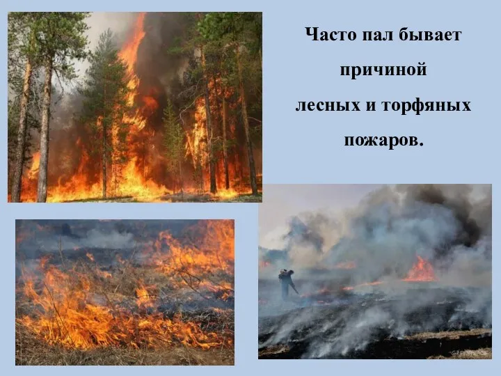 Часто пал бывает причиной лесных и торфяных пожаров.