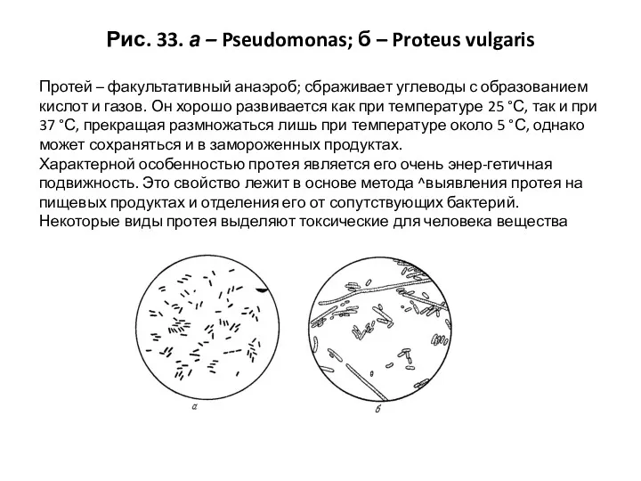 Рис. 33. а – Pseudomonas; б – Proteus vulgaris Протей – факультативный анаэроб;