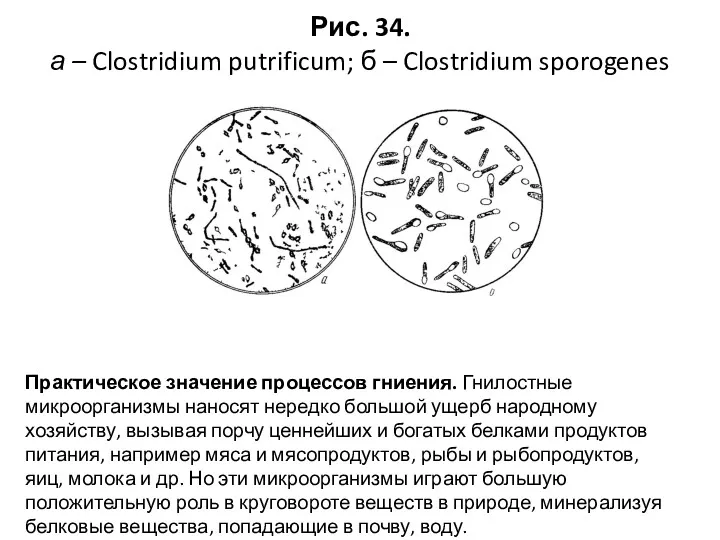 Рис. 34. а – Clostridium putrificum; б – Clostridium sporogenes Практическое значение процессов