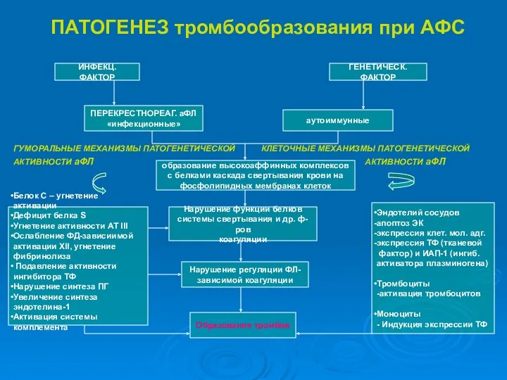 ПАТОГЕНЕЗ тромбообразования при АФС ГУМОРАЛЬНЫЕ МЕХАНИЗМЫ ПАТОГЕНЕТИЧЕСКОЙ КЛЕТОЧНЫЕ МЕХАНИЗМЫ ПАТОГЕНЕТИЧЕСКОЙ