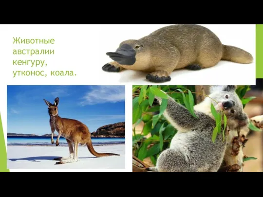 Животные австралии кенгуру, утконос, коала.