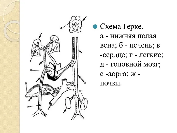 Схема Герке. а - нижняя полая вена; б - печень;