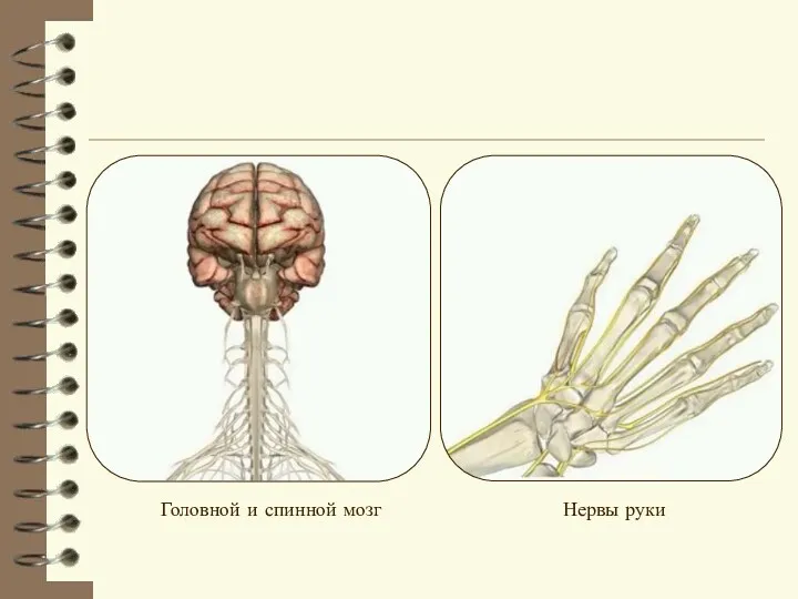 Головной и спинной мозг Нервы руки