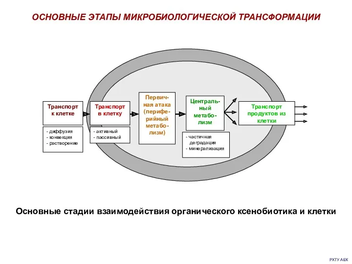 РХТУ АЕК ОСНОВНЫЕ ЭТАПЫ МИКРОБИОЛОГИЧЕСКОЙ ТРАНСФОРМАЦИИ Основные стадии взаимодействия органического ксенобиотика и клетки