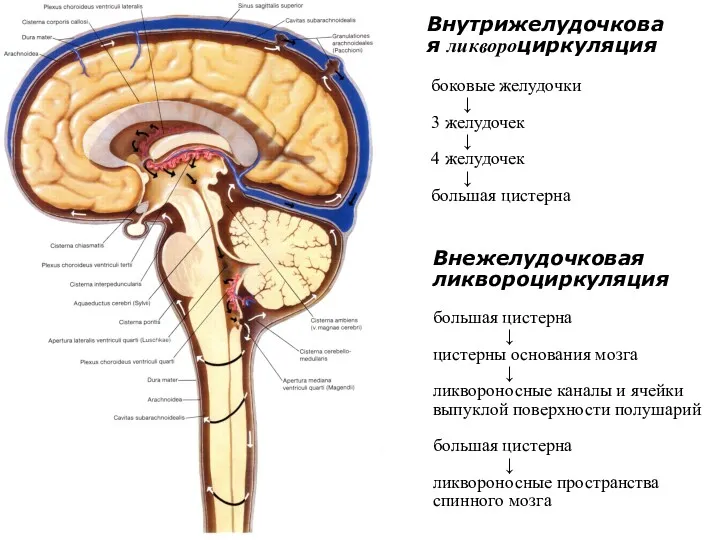 Внежелудочковая ликвороциркуляция большая цистерна ↓ цистерны основания мозга ↓ ликвороносные