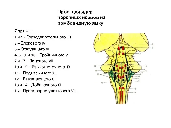 Проекция ядер черепных нервов на ромбовидную ямку Ядра ЧН: 1