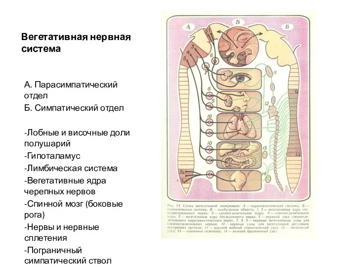 Вегетативная нервная система А. Парасимпатический отдел Б. Симпатический отдел -Лобные