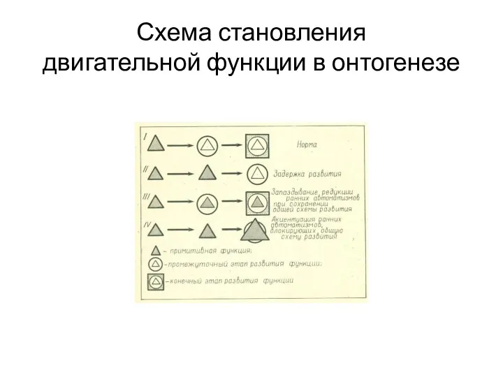 Схема становления двигательной функции в онтогенезе