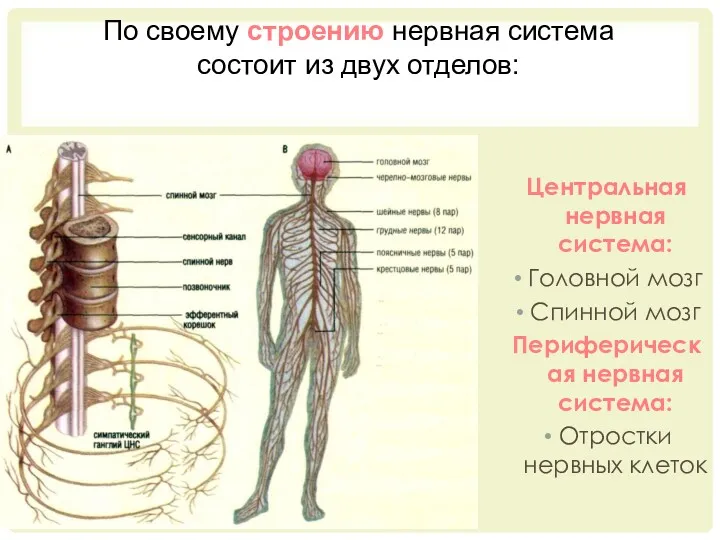 Центральная нервная система: Головной мозг Спинной мозг Периферическая нервная система: